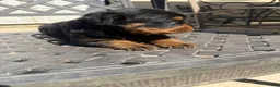 Rottweiler dogs for sale: Puppy 2 - Ad 1