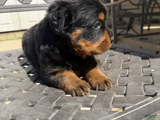 Rottweiler dogs for sale: Puppy 2 - Ad 2