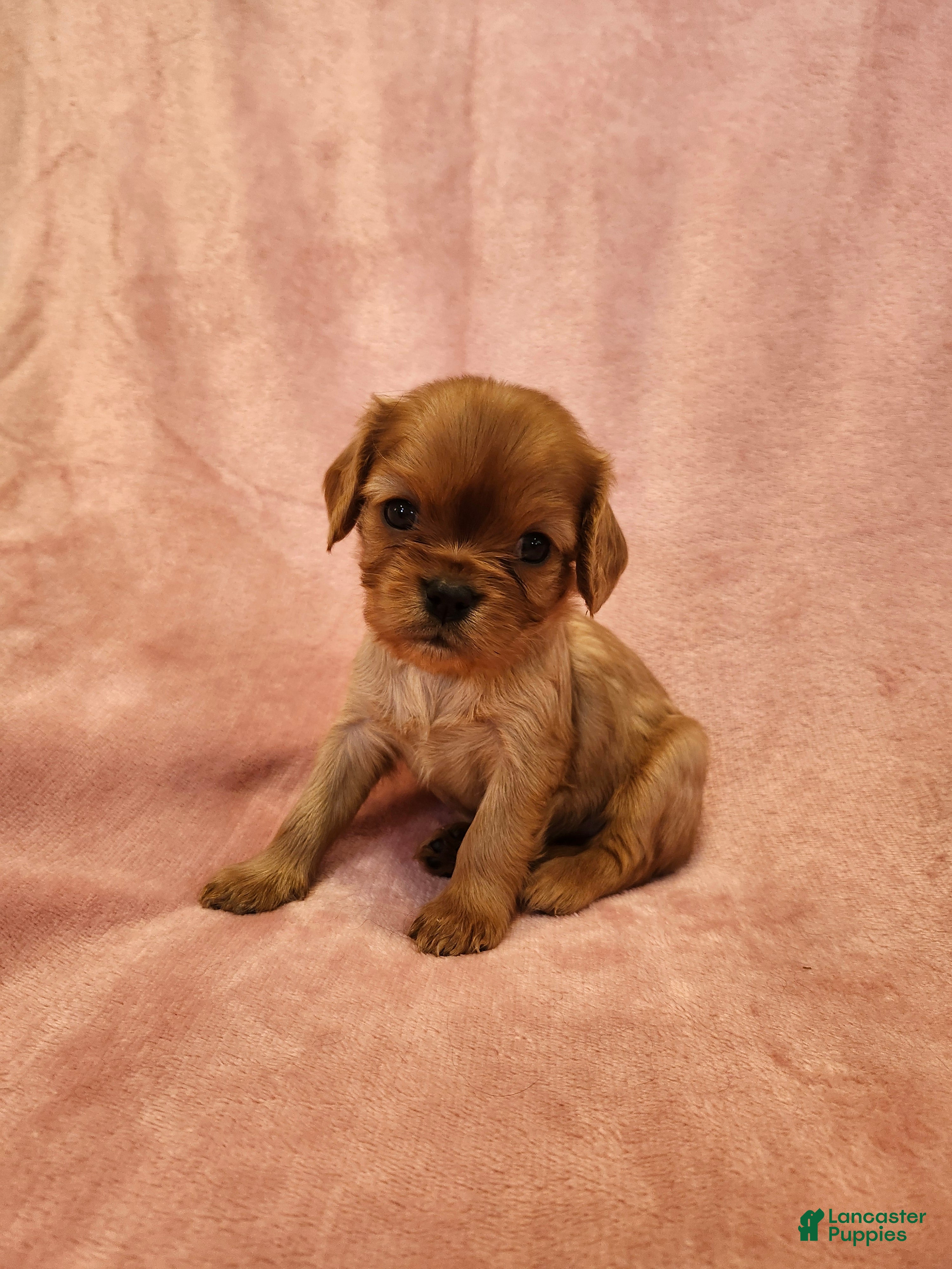 Cavalier King Charles Spaniel dogs Precious - Ad 2