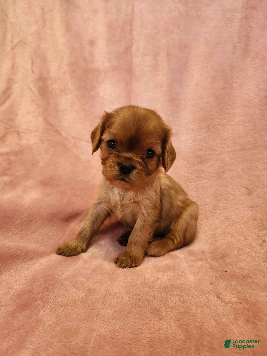 Cavalier King Charles Spaniel dogs for sale: Precious - Ad 2
