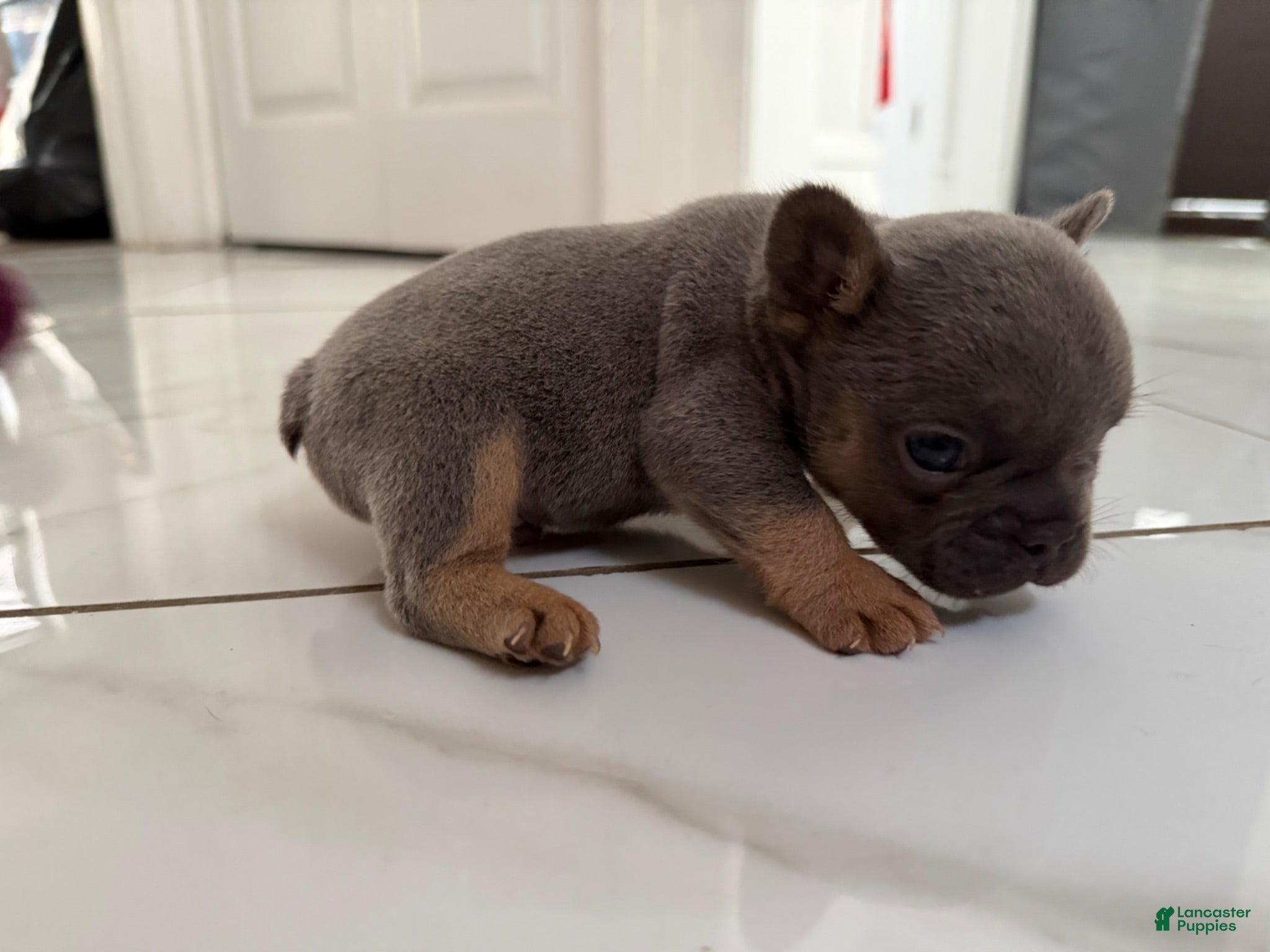 French Bulldog dogs French Bulldog 1 - Ad 2