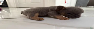 French Bulldog 1