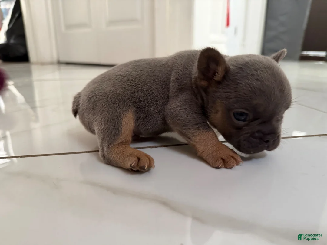 French Bulldog dogs for sale: French Bulldog 1 - Ad 1