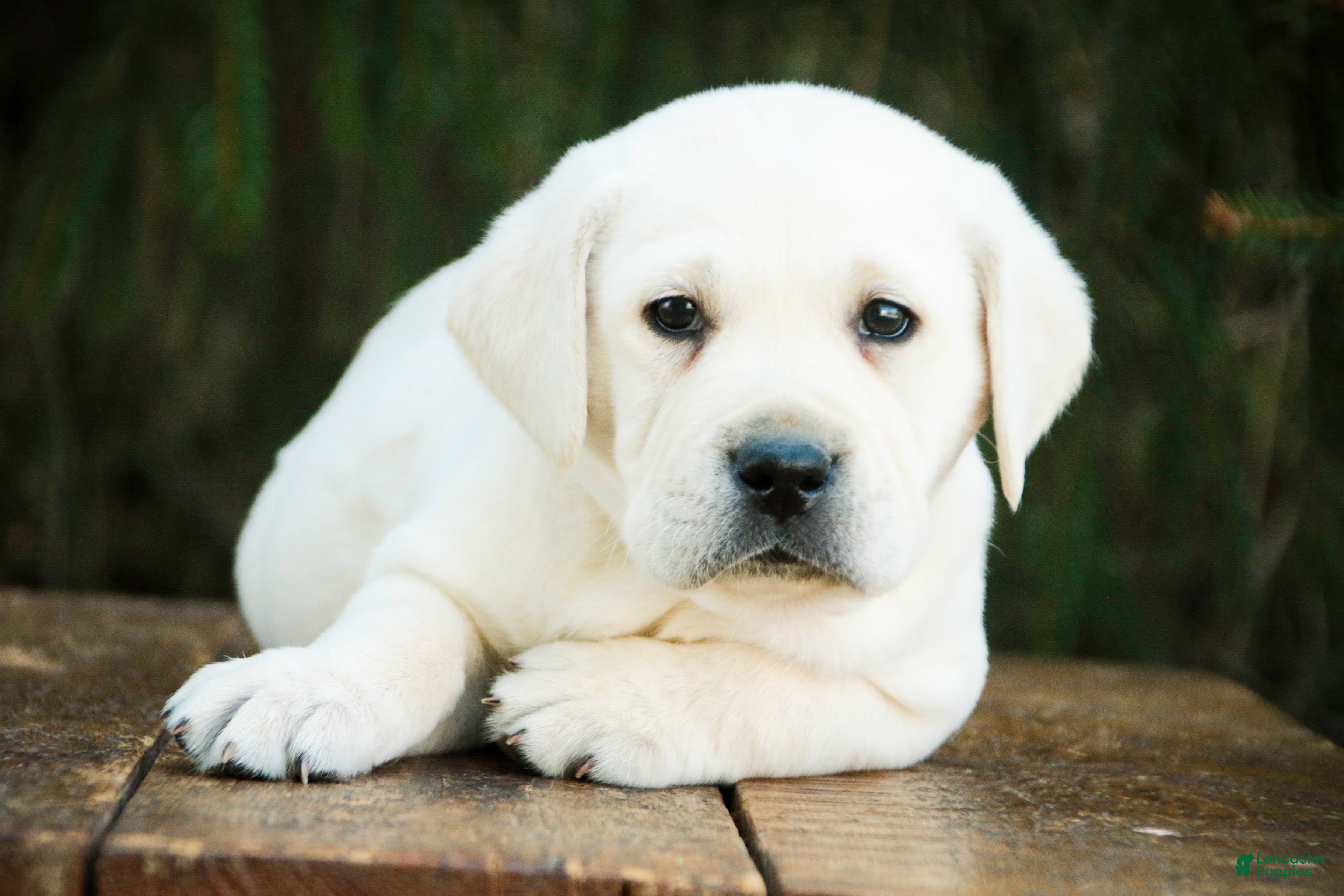 Labrador Retriever dogs Shadow - Ad 1