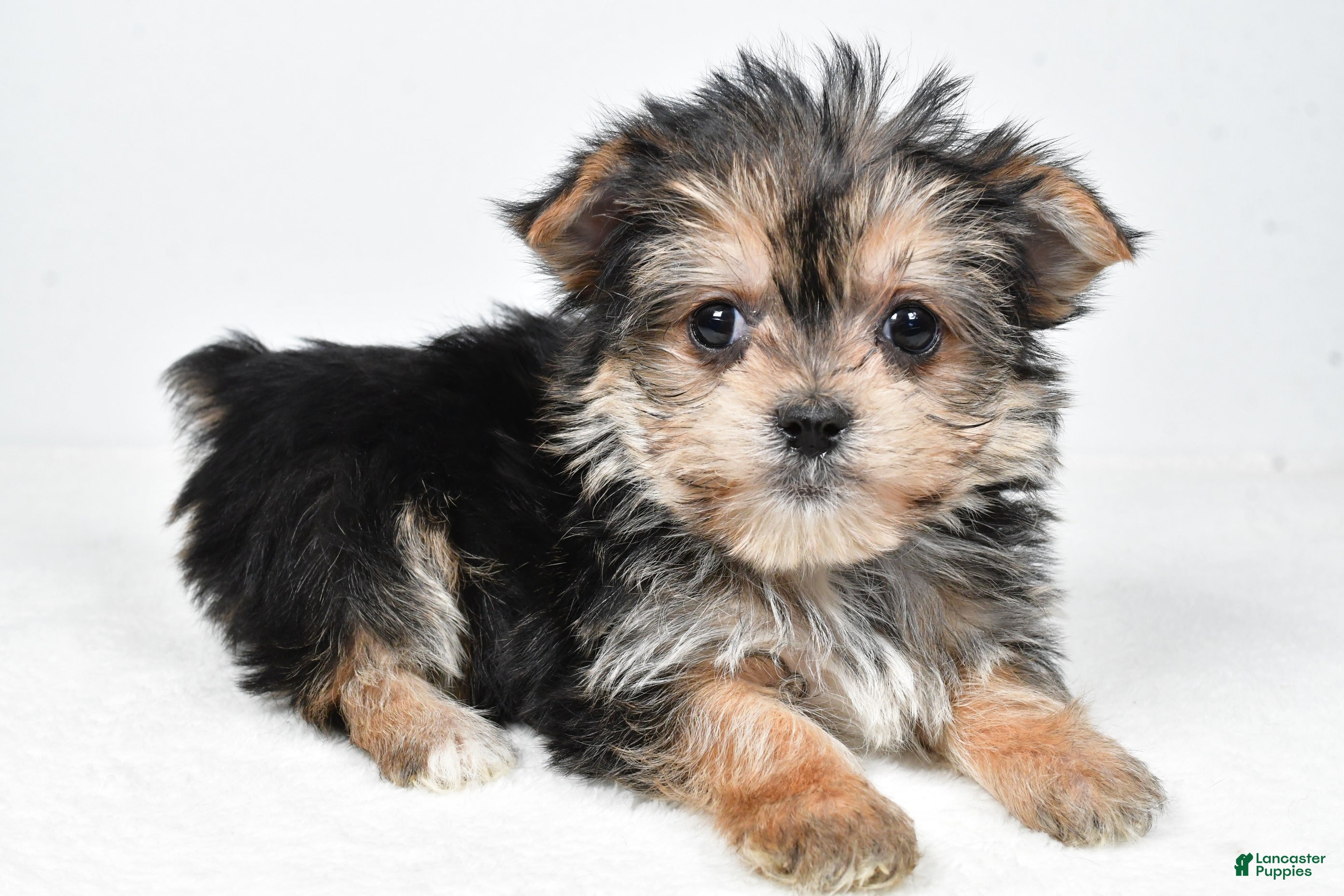 Morkie dogs Reba - Ad 2