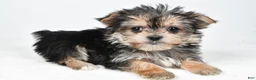 Morkie dogs for sale: Reba - Ad 2