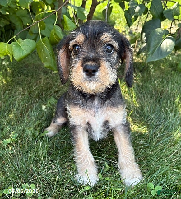 Schnoodle dogs Tessa - Ad 1