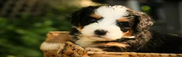 Mini Bernedoodle dogs for sale: Mercedes Mini Bernedoodle  - Ad 3