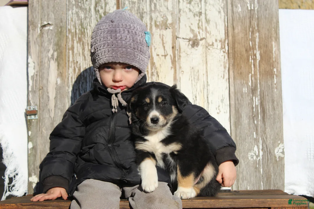 Australian Cattle Dog dogs for sale: Zoey - Ad 5