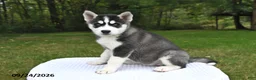 Siberian Husky dogs for sale: Abby - Ad 2