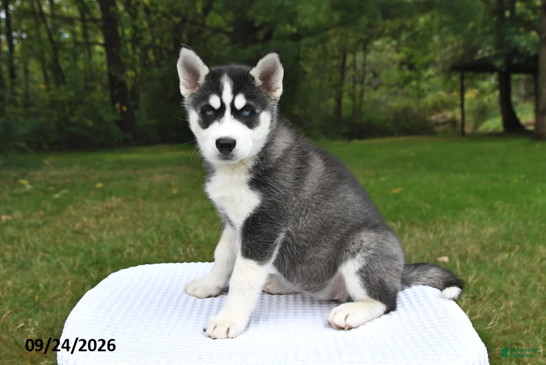 Siberian Husky dogs for sale: Abby - Ad 2