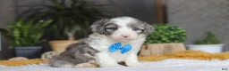 Sheepadoodle dogs for sale: Hoppie - Ad 2