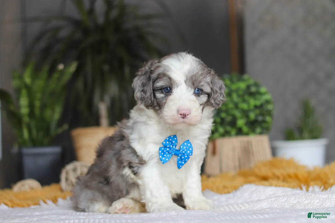 Sheepadoodle dogs for sale: Hoppie - Ad 2