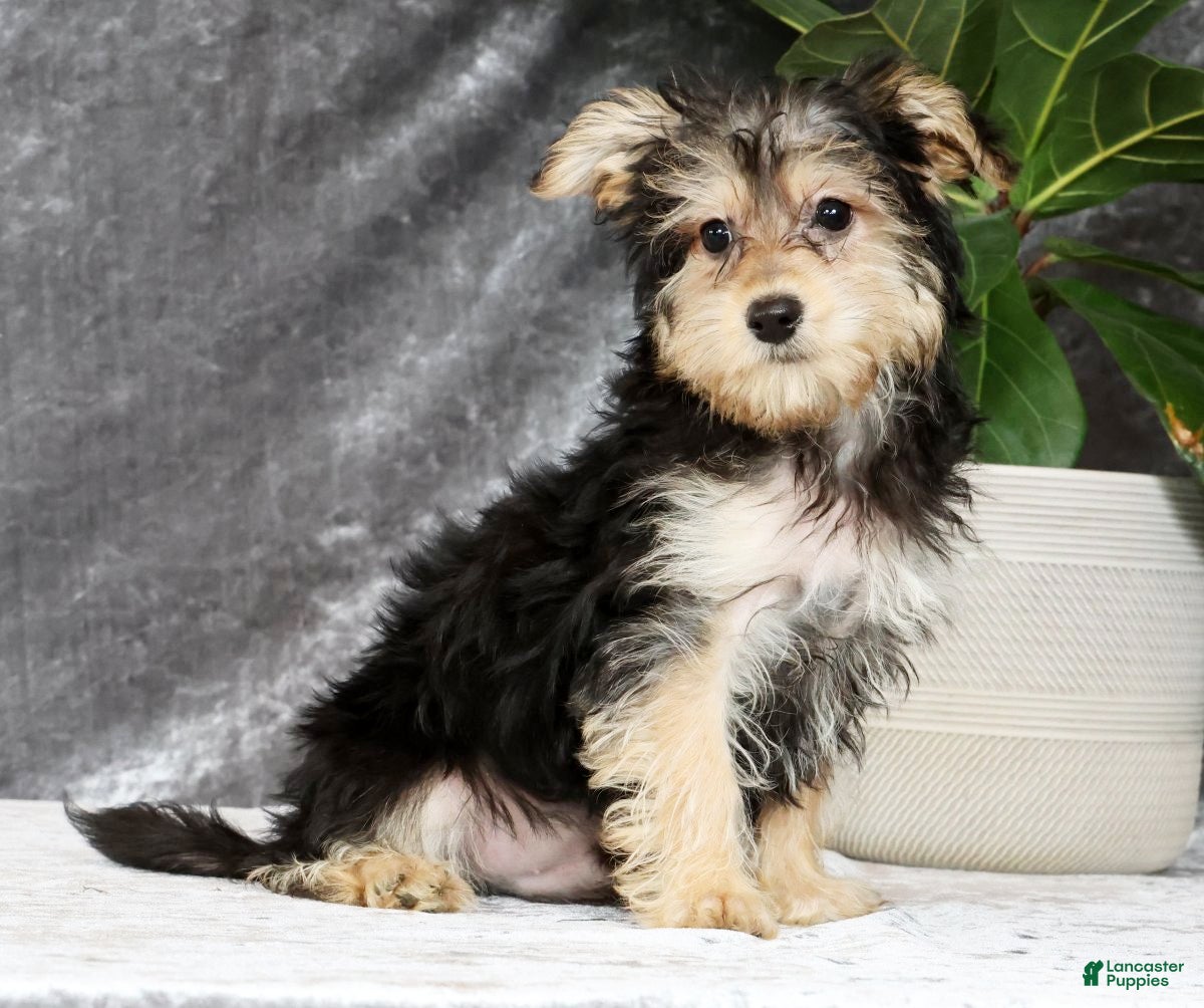 Yochon dogs YoYo - Ad 2