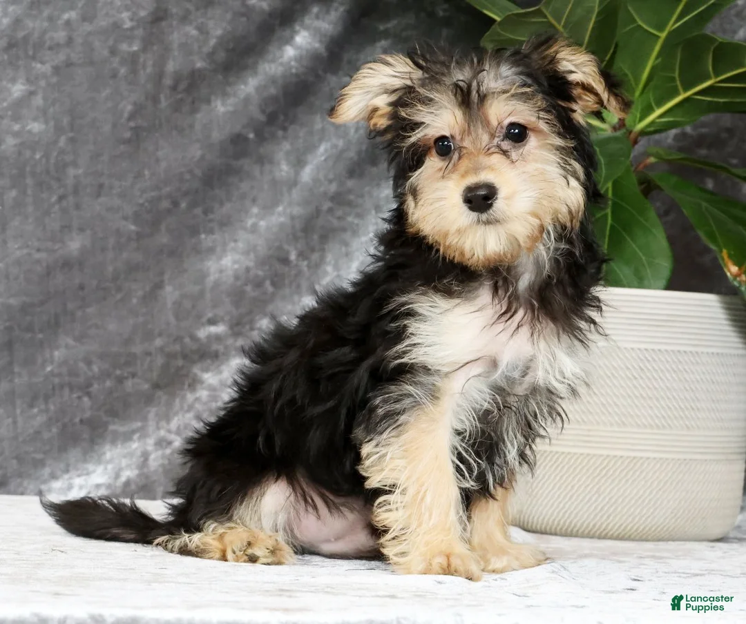 Yochon dogs for sale: YoYo - Ad 2