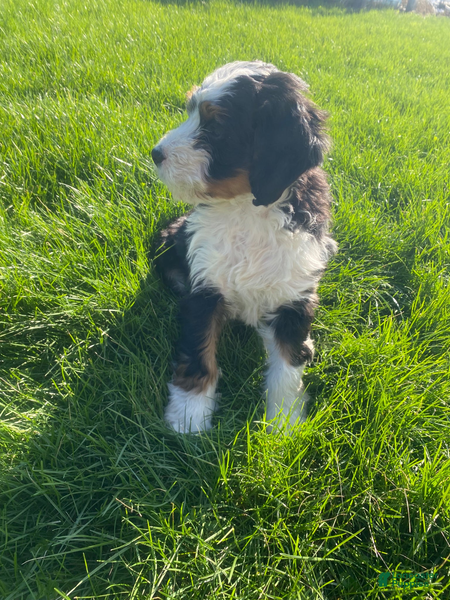 Mini Bernedoodle dogs Pepsi - Ad 1