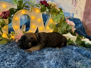 Cane Corso dogs for sale: Grace - Ad 1
