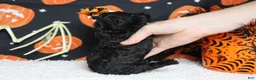 Toy Poodle dogs for sale: Sydney - Ad 10