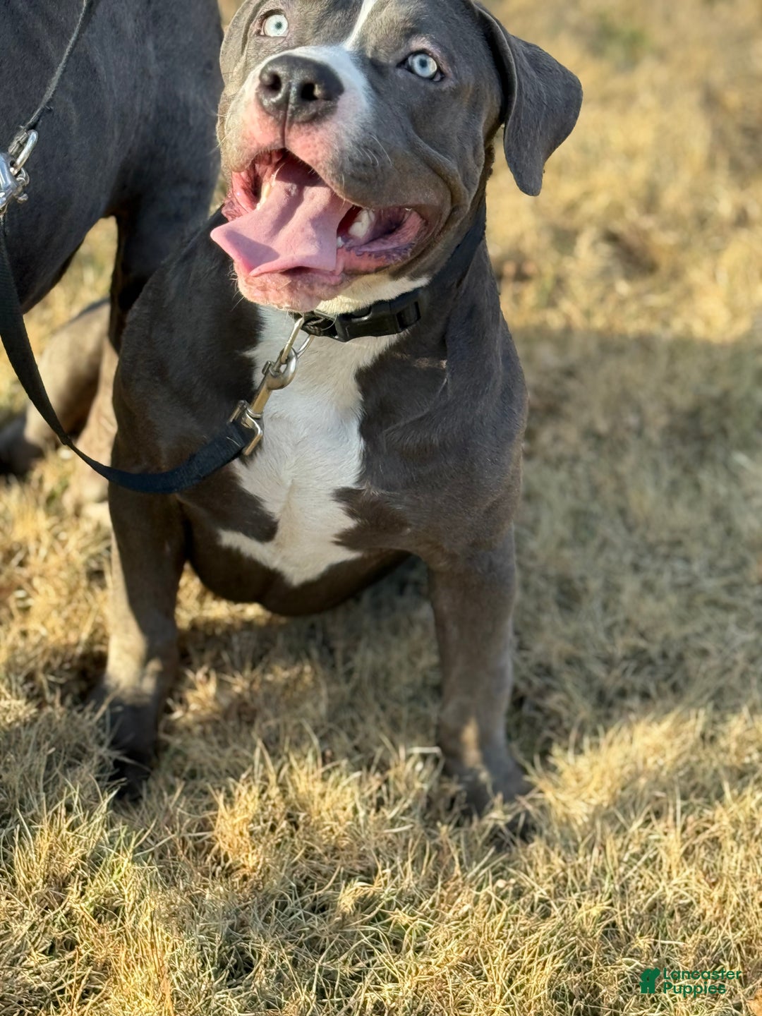 American Bully dogs for sale: American Bully 4 puppies - Ad 25