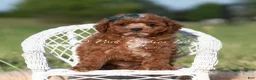 Mini Goldendoodle dogs for sale: Tiny Waffles F1BB - Ad 5