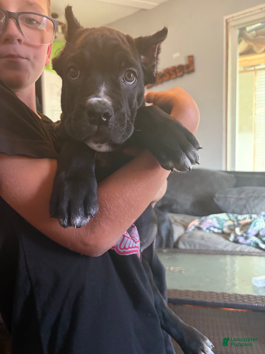 Cane Corso dogs for sale: Garcia - Ad 4