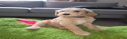 Labradoodle dogs for sale: Golden - Blue collar - Ad 3