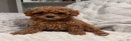 Toy Poodle dogs for sale: Tiny Feona- POTTY TRAINED_ AKC Genetically tested Parents - Ad 7