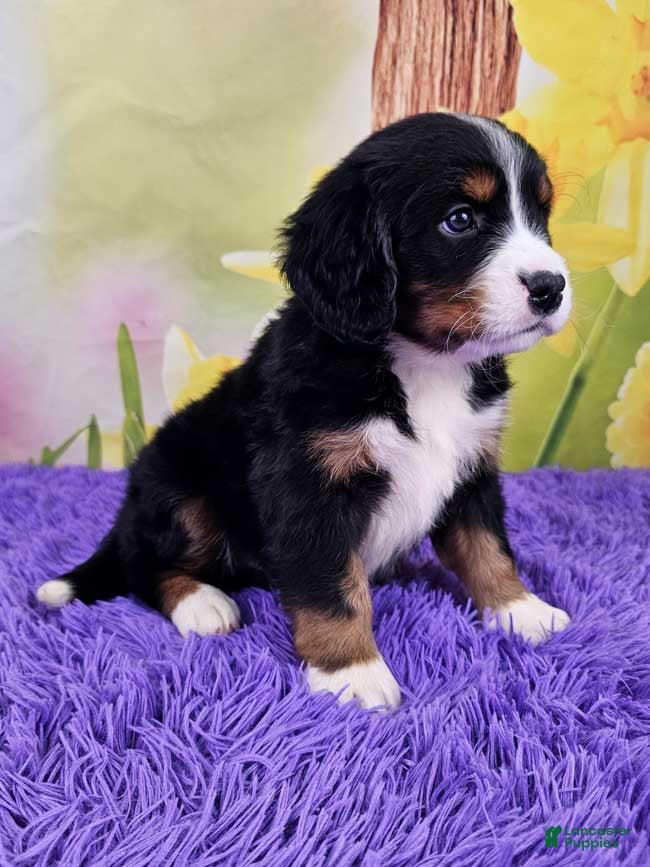 Miniature Bernese Mountain Dog dogs Heath - Ad 2