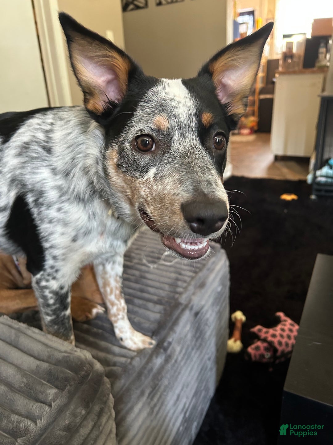 Mixed Breed dogs for sale: Australian shepherd & Border collie  - Ad 5