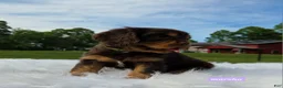 Cavalier King Charles Spaniel dogs for sale: Marsha - Ad 6