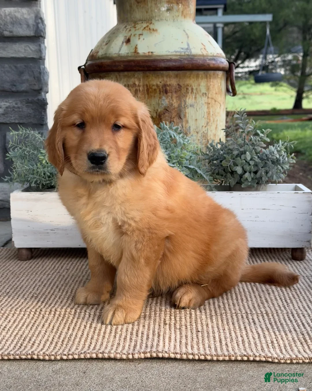 Golden Retriever dogs for sale: Willie - Ad 1