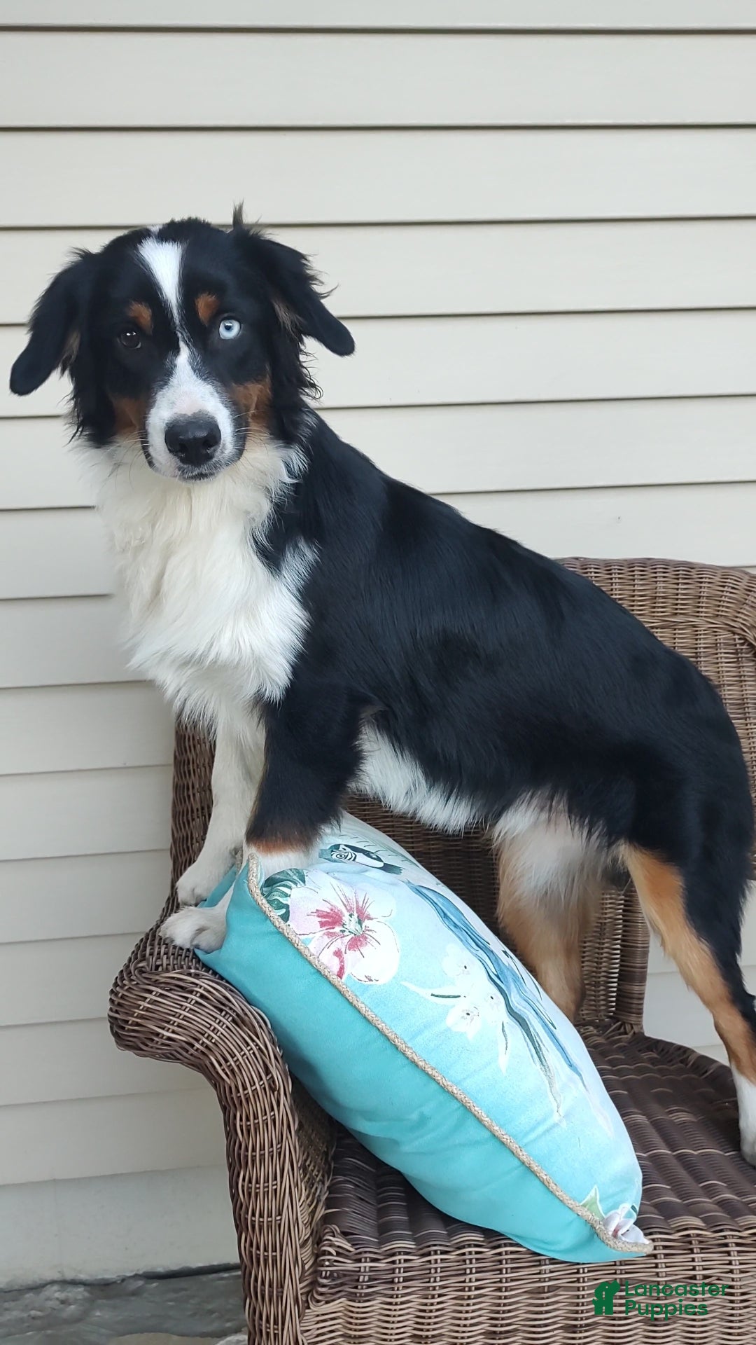 Miniature Australian Shepherd dogs for sale: Miniature Australian Shepherd Puppy 1 - Ad 1