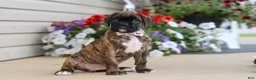 Boxer dogs for sale: Layla - Ad 1