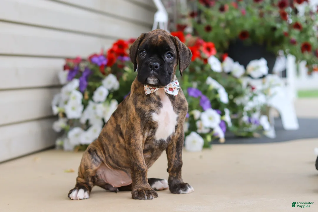 Boxer dogs for sale: Layla - Ad 1