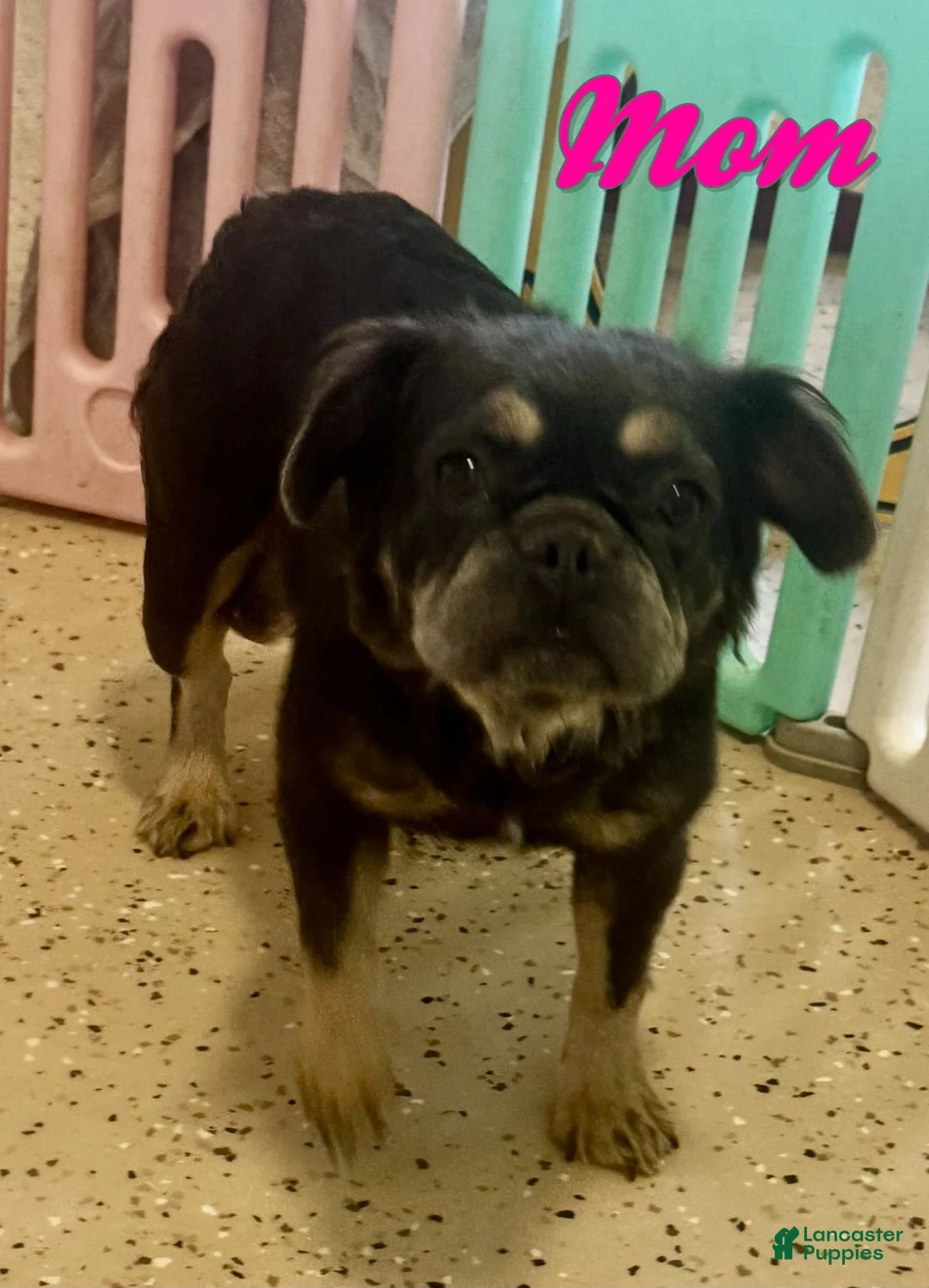 French Bulldog dogs for sale: Bella - Ad 8