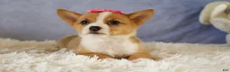 Welsh Corgi Pembroke dogs for sale: Yara ❤️ - Ad 16