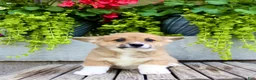 Welsh Corgi Pembroke dogs for sale: Reba  - Ad 3