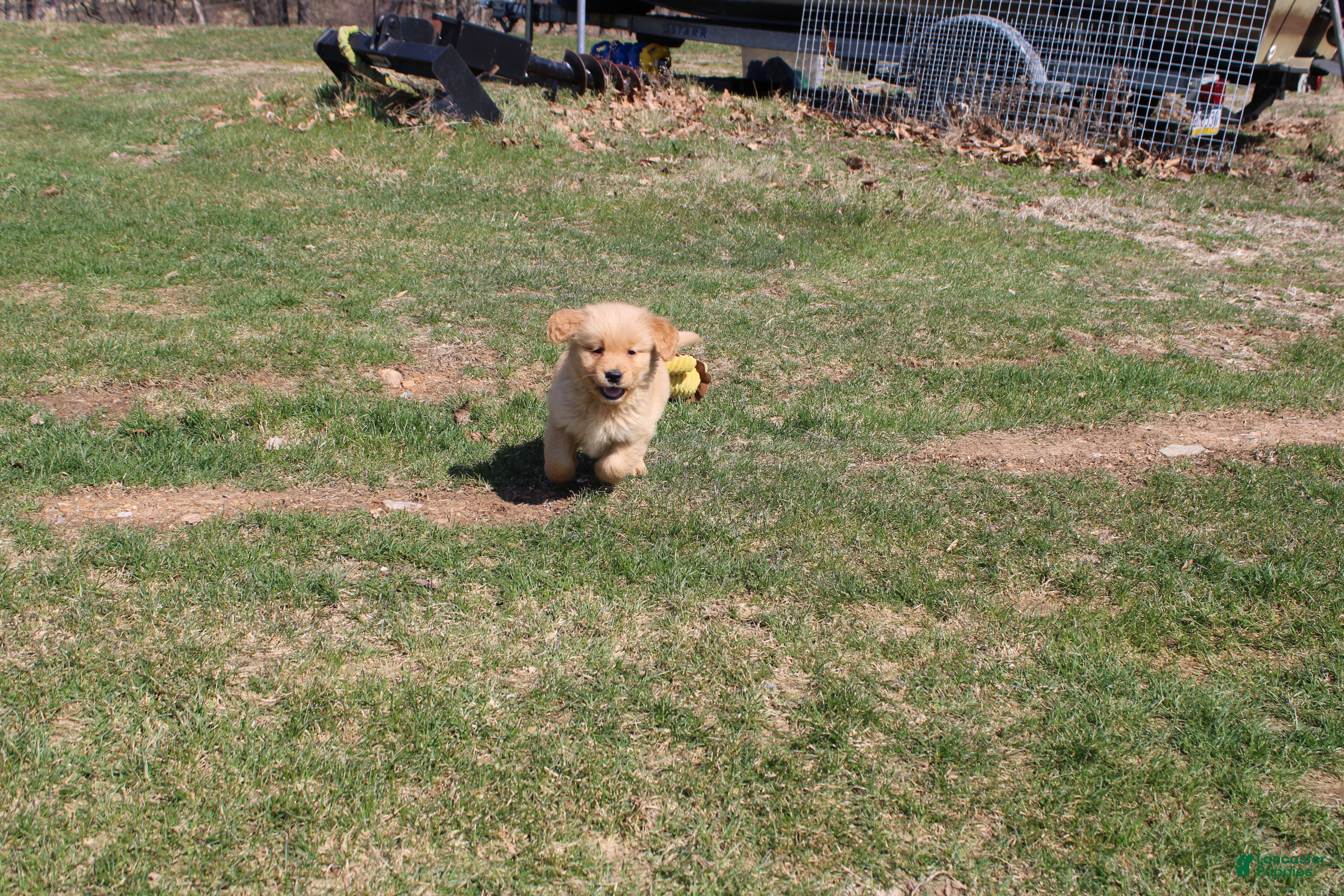 Golden Retriever dogs Teaspoon - Ad 22