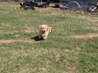 Golden Retriever dogs Teaspoon - Ad 22