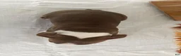 Boston Terrier dogs for sale: Donna - Ad 4