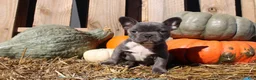 Mixed Breed dogs for sale: Theo - Ad 7