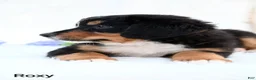 Bernese Mountain Dog dogs for sale: Roxy  - Ad 6