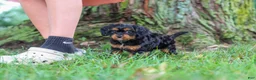 Cavapoo dogs for sale: Kai - Ad 14