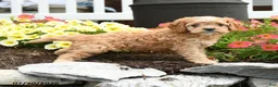 Cavapoo dogs for sale: Ridge - Ad 5