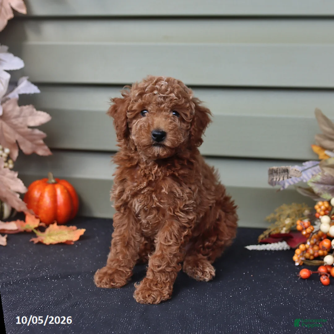 Miniature Poodle dogs for sale: Spencer  - Ad 1
