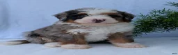 Mini Bernedoodle dogs for sale: Mini Marlo  - Ad 4