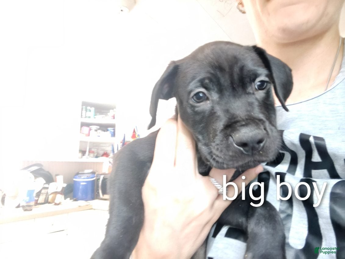 Mixed Breed dogs Mixed Breed 3 - Ad 16
