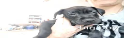 Mixed Breed dogs for sale: Mixed Breed 3 - Ad 1