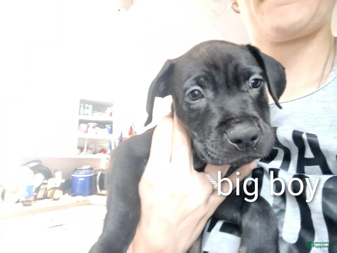 Mixed Breed dogs for sale: Mixed Breed 3 - Ad 1