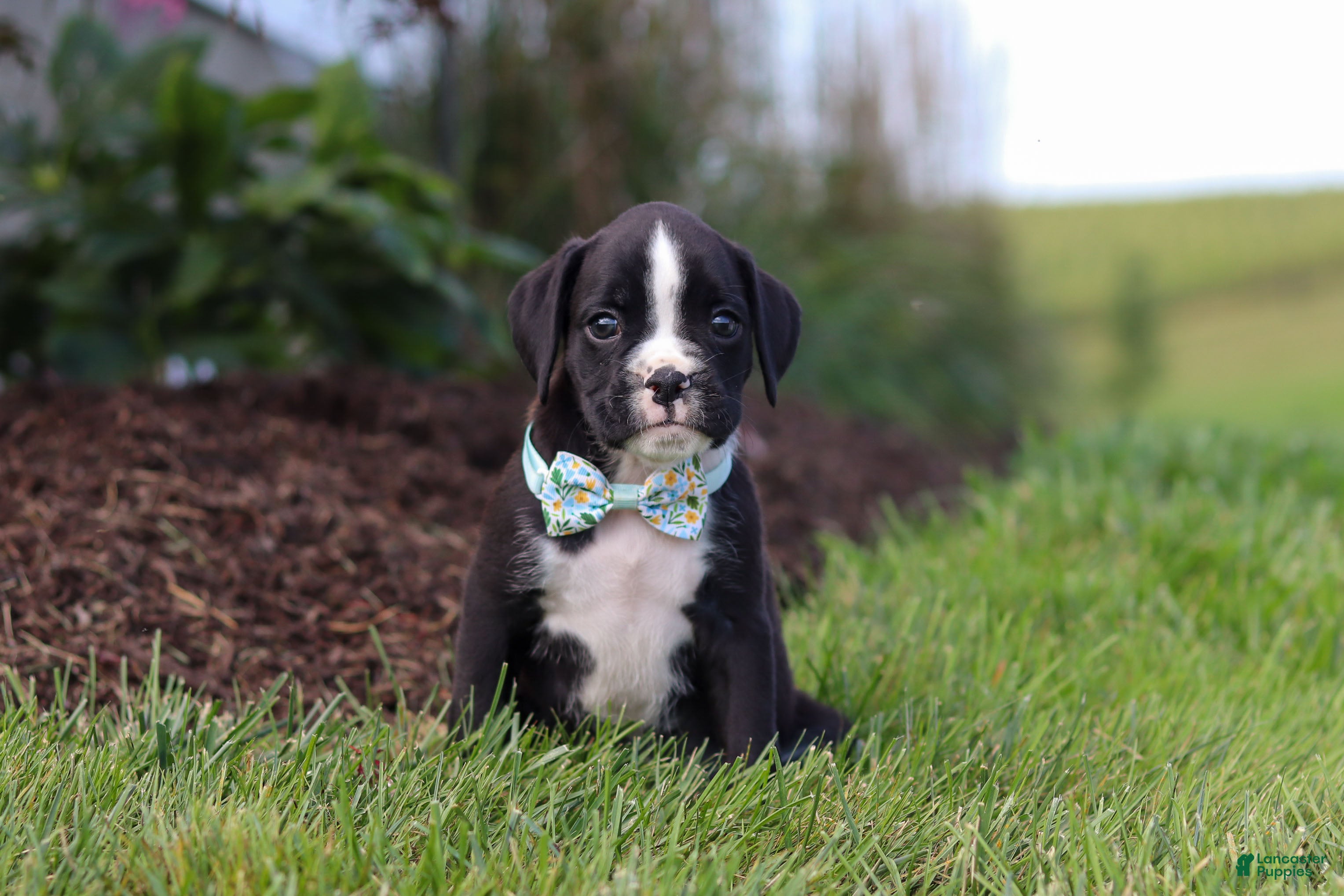 Boxer dogs Lance - Ad 2